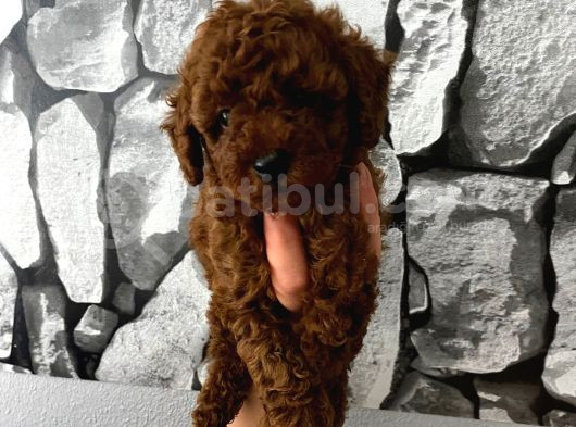 Herşeyiyle Garantili Aşılı Pet Eğitimli Poodle Bebeğim görsel