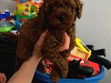 Ev doğumlu orjinal toy poodle wc eğitimli