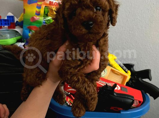 Ev Doğumlu Orjinal Toy Poodle Wc Eğitimli