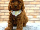 TOOY POODLE YAVRUMUZ 0 TEACUP 