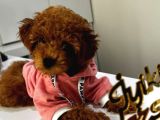 REDBROWN TOY POODLE DİSİ
