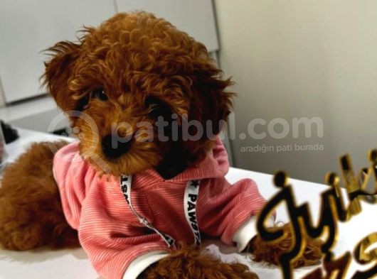 Redbrown Toy Poodle Di̇si̇
