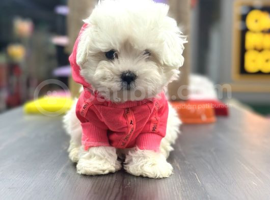 Baldan Tatli Kar Beyaz Kore Maltese Yavrularimiz görsel