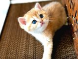 british shorthair golden 