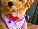 Dünya güzeli kızımız  sıfır boy toy poodle