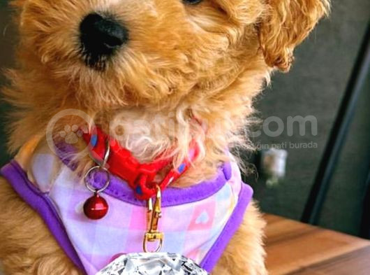 Dünya Güzeli Kızımız  Sıfır Boy Toy Poodle