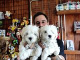 BEMBEYAZ MALTESE TERRİER 0 NUMARA