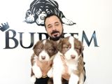 Dunyani̇n En Zeki̇ Irki Kizil Border Collie
