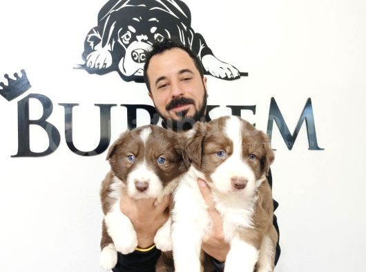 Dunyani̇n En Zeki̇ Irki Kizil Border Collie görsel