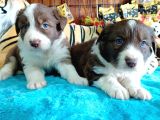 Dunyani̇n En Zeki̇ Irki Kizil Border Collie