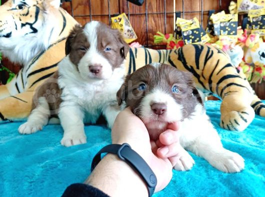 Dunyani̇n En Zeki̇ Irki Kizil Border Collie