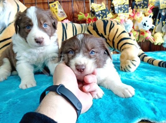 Dunyani̇n En Zeki̇ Irki Kizil Border Collie görsel
