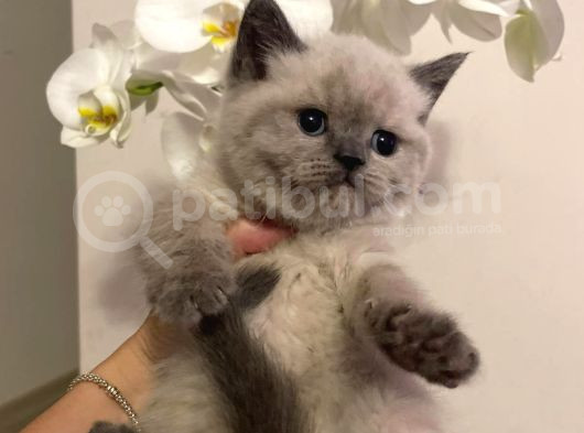 Blupoi̇nt Di̇şi̇ Yavru görsel