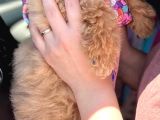 Dünya Güzeli Kızımız  Sıfır Boy Toy Poodle