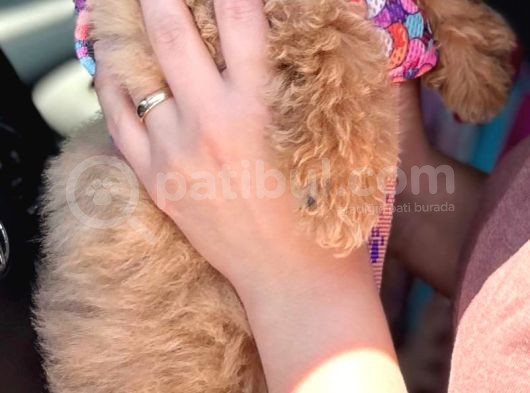 Dünya Güzeli Kızımız  Sıfır Boy Toy Poodle görsel