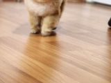 2 Yaşında Erkek Pomeranian 