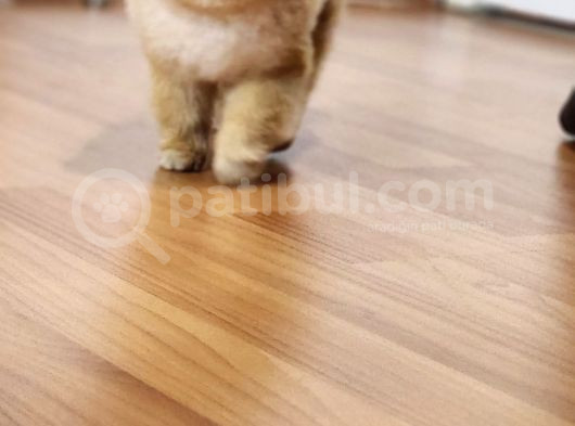 2 Yaşında Erkek Pomeranian  görsel