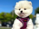 Secereli̇ Karbeyazi Sevi̇mli̇ Pomerani̇an  Boo Di̇şi̇ Yavru
