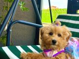 Dünya Güzeli Kızımız  Sıfır Boy Toy Poodle