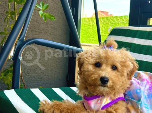 Dünya Güzeli Kızımız  Sıfır Boy Toy Poodle görsel