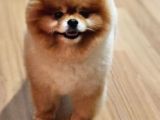2 Yaşında Erkek Pomeranian 