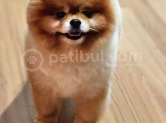 2 Yaşında Erkek Pomeranian  görsel