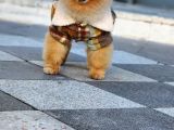2 Yaşında Erkek Pomeranian 
