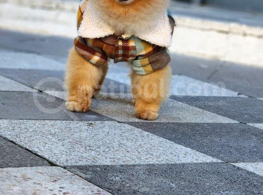 2 Yaşında Erkek Pomeranian  görsel