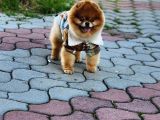 2 Yaşında Erkek Pomeranian 