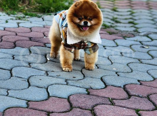 2 Yaşında Erkek Pomeranian  görsel