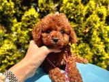 Mini Boy Dark Brown Poodle Yavrular 