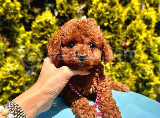 Mini Boy Dark Brown Poodle Yavrular  görsel