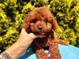 Mini Boy Dark Brown Poodle Yavrular 