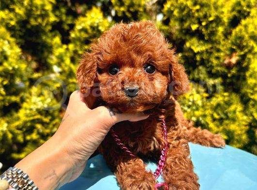 Mini Boy Dark Brown Poodle Yavrular  görsel