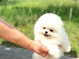 Ayı surat pomeranian boo yavrularımız