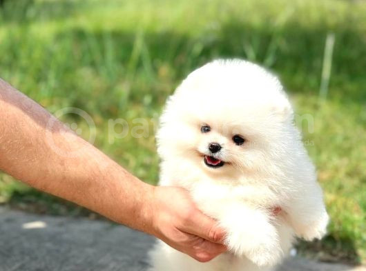 Ayı Surat Pomeranian Boo Yavrularımız