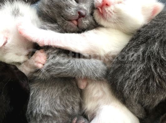 Daisy Pamuk Prensesimiz görsel