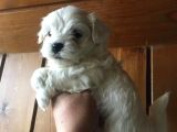 maltese terrier yavruları