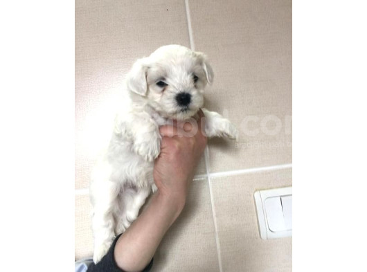 Maltese Terrier Yavruları görsel