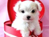Maltesse Terrier Cinsleri Güzel Yavrular 