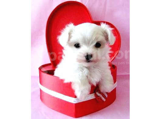 Maltesse Terrier Cinsleri Güzel Yavrular 