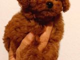 Erkek-Di̇şi̇ Poodle Yavrularimiz