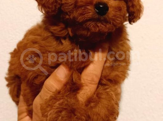 Erkek-Di̇şi̇ Poodle Yavrularimiz görsel