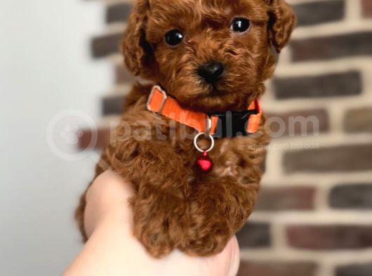 Tooy Poodle Yavrumuz 0 Teacup 