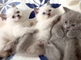 Çok Ci̇ci̇ British Shorthair