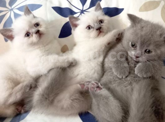 Çok Ci̇ci̇ British Shorthair görsel