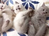 Çok Ci̇ci̇ British Shorthair