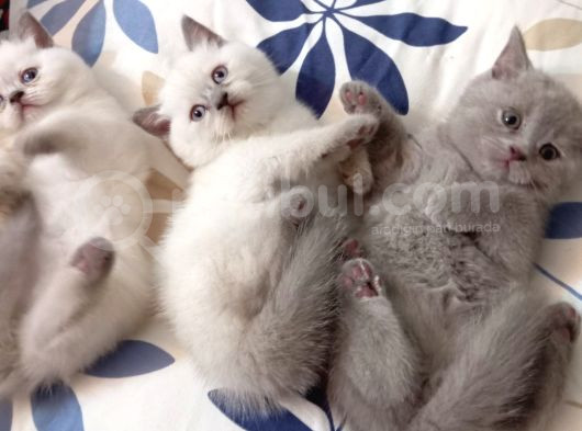Çok Ci̇ci̇ British Shorthair görsel