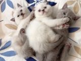 ÇOK CİCİ BRITISH SHORTHAIR
