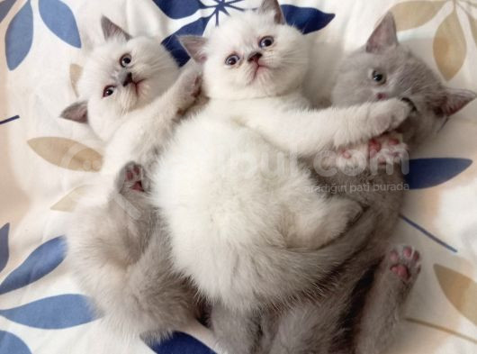 Çok Ci̇ci̇ British Shorthair